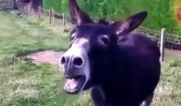 驴系青年娱乐吃瓜酱